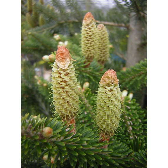 Abies koreana (Koreai jegenyefenyő) 
