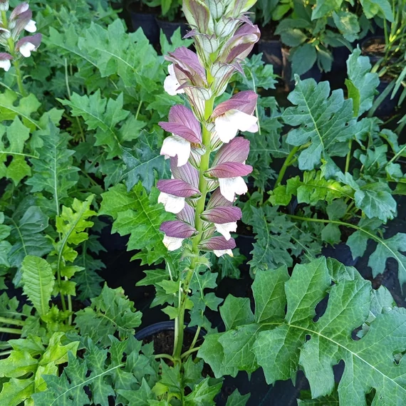 medveköröm évelő Acanthus hungaricus White Lips