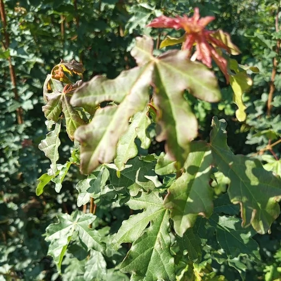 mezei juhar Acer campestre