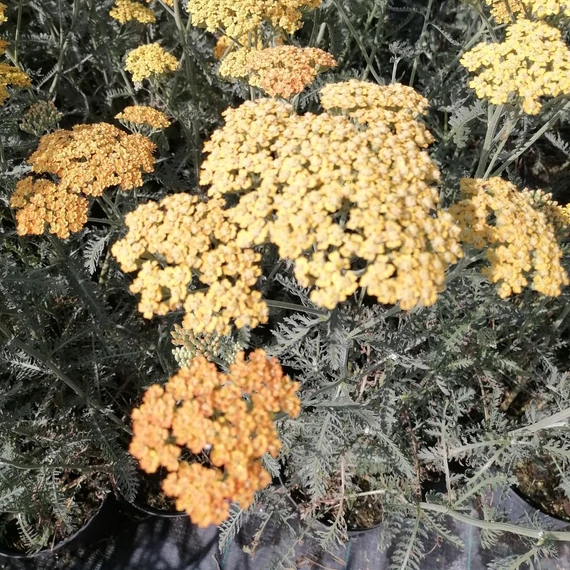 narancssárgavirág-évelő-cickafark-Achillea-millefolium-Terracotta