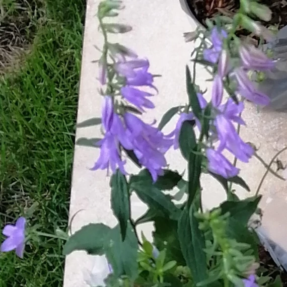 kékvirágú évelő csengettyűvirág Adenophora latifolia