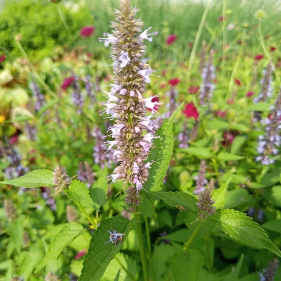 izsópfű évelő Agastache rugosa Little Adder