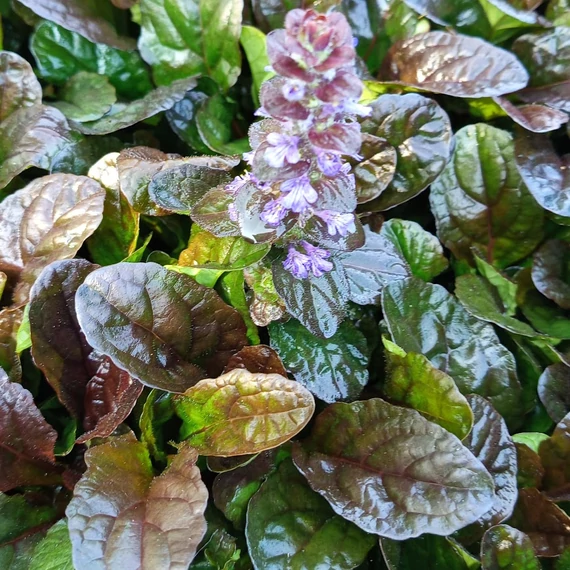 bordólevelű indás ínfű évelő Ajuga reptans Atropurpurea