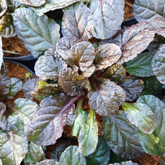 indás ínfű Ajuga reptans Simon's Type