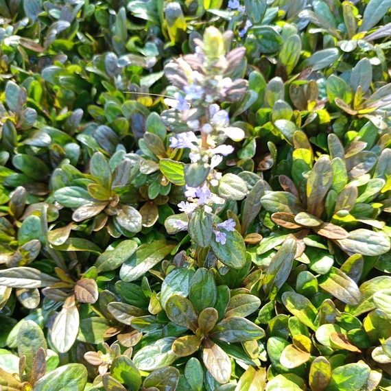 kislevelű ínfű évelő Ajuga tenorii Chocolate Chip