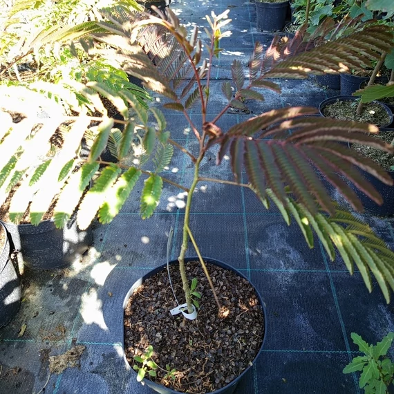 selyemakác Albizia julibrissin Tropical Dream