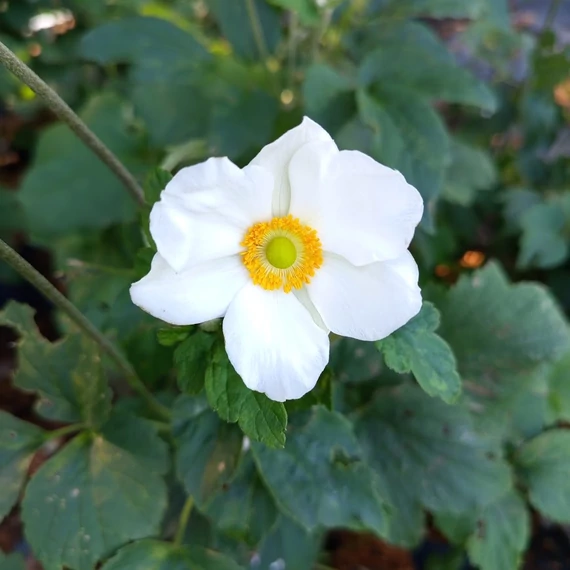 fehér magas japán szellőrózsa évelő Anemone hybrida Andrea Atkinson