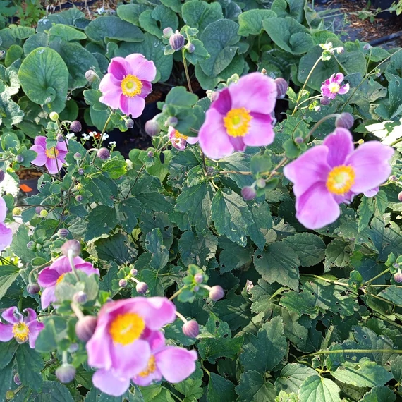 rózsaszín virágú magas őszi évelő Anemone hybrida Margarete szellőrózsa