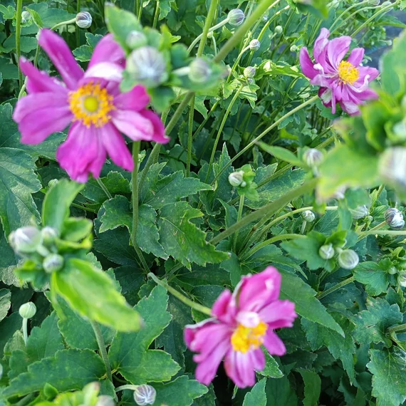 rózsaszín japán szellőrózsa Anemone hupehensis Prinz Heinrich