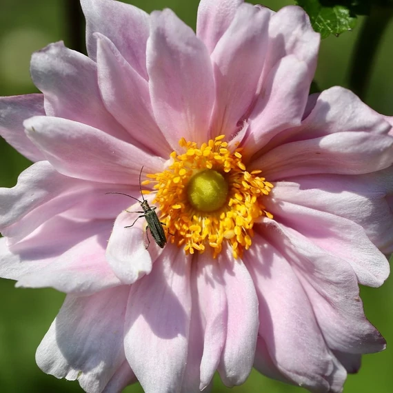 rózsaszín-szellőrózsa-Anemone-Whirlwind-Pink