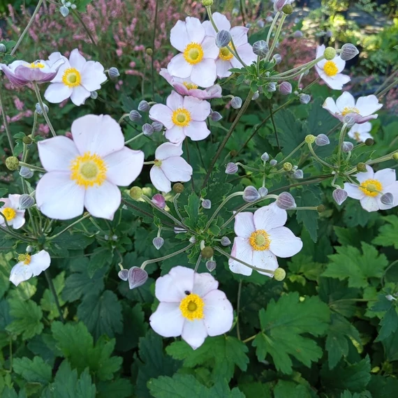 rózsaszínvirágú japán szellőrózsa évelő Anemone hupehensis Hadspen Abundance