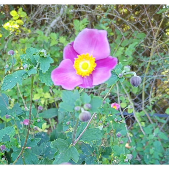 rózsaszínvirágú japán szellőrózsa évelő Anemone x hybrida Splendens