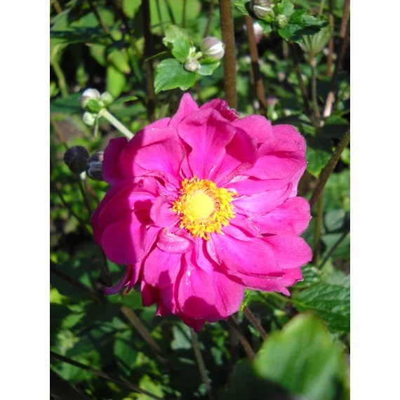 rózsaszín virágú magas őszi évelő Anemone hybrida Margarete szellőrózsa