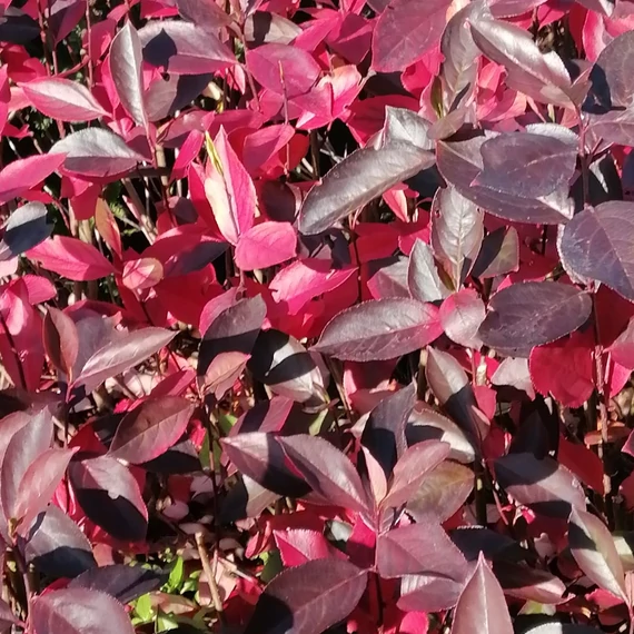 fehérvirág-tavaszi-Aronia-feketeberkenye