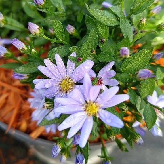 őszirózsa évelő Aster cordifolium Little Carlow