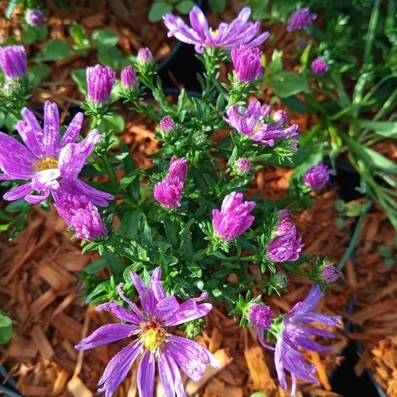 törpe őszirózsa évelő Aster dumosus Kassel