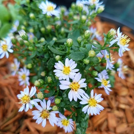 őszirózsa évelő Aster ericoides Blue Star