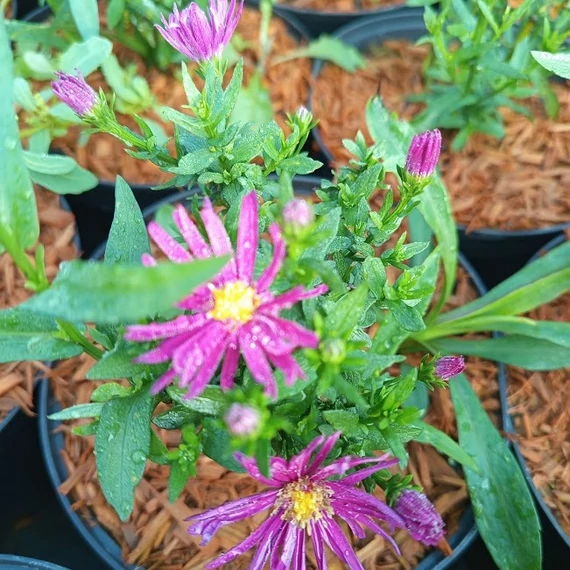 magas őszirózsa Aster novi-belgii Crimson Brocade