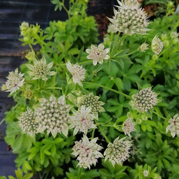 évelő völgycsillag Astrantia major Florence