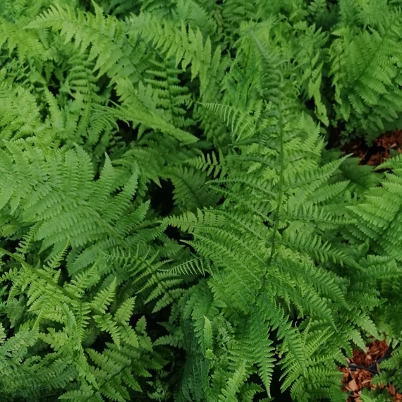 hölgypáfrány-árnyéki-évelő-Athyrium-filix-femina