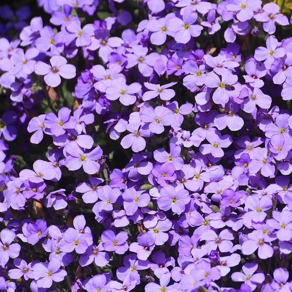 pázsitviola évelő Aubrieta Audrey Sky Blue