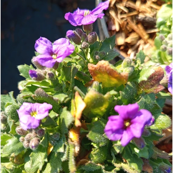 kerti pázsitviola sziklakerti évelő Aubrieta Adrey Blue Shades
