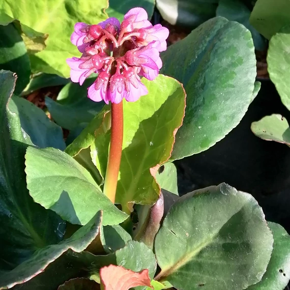 évelő bőrlevél Bergenia Pink Butterfly