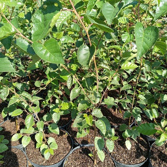 himalájai nyírfa Betula utilis Doorenbos
