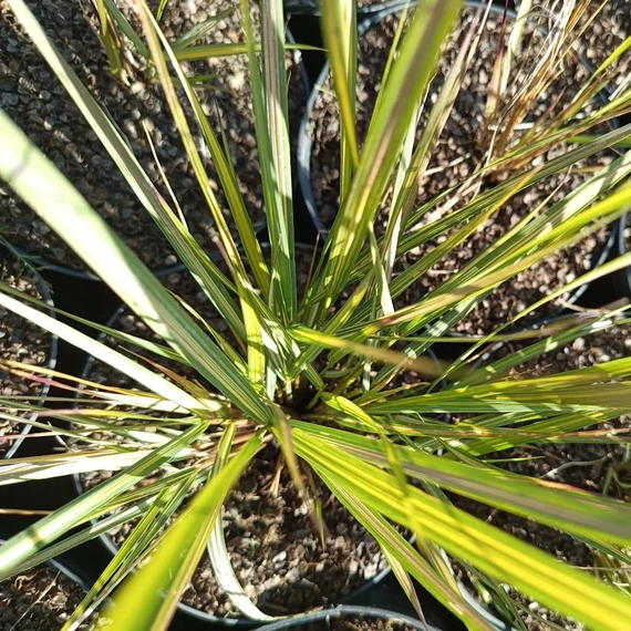 csíkoslevelű nádtippan díszfű Calamagrostis acutiflora England