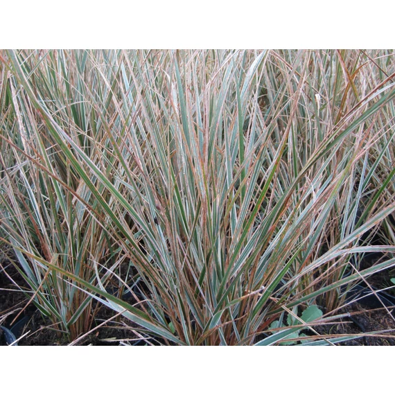 Calamagrostis x acutiflora Overdam (Csíkoslevelű nádtippan)