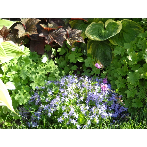 Campanula portenschlagiana (Dalmát harangvirág)