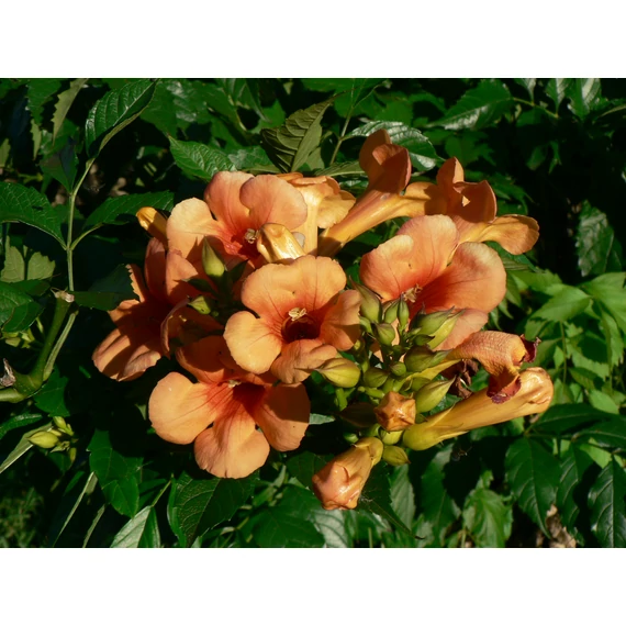 Campsis radicans (Trombitafolyondár)