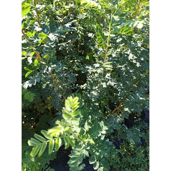 borsófa Caragana arborescens