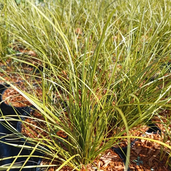 sás Carex howardii Phoenix Green