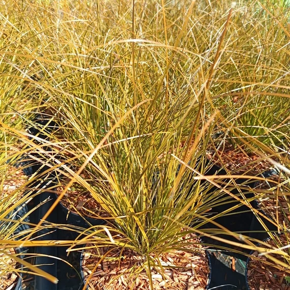 narancs színű sás Carex testacea Prairie Fire