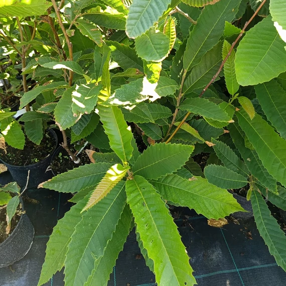 szelídgesztenye Castanea sativa