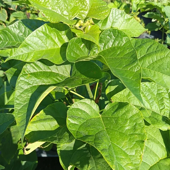 szivarfa Catalpa bignonioides
