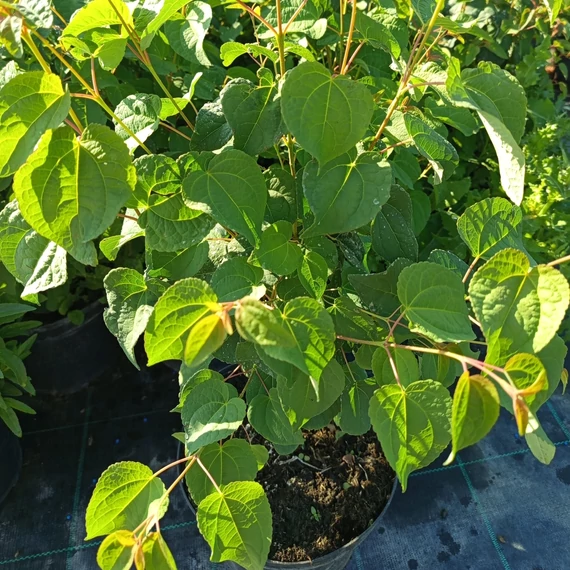 kacsurafa Cercidiphyllum japonicum
