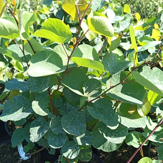 közönséges júdásfa Cercis siliquastrum