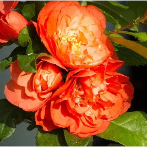 narancssárga teltvirágú japánbirs cserje Chaenomeles speciosa Mango Storm