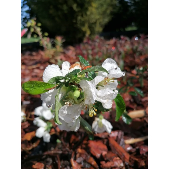 Chaenomeles speciosa Nivalis (Fehér virágú japánbirs)
