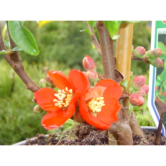 Chaenomeles x superba Orange Trail (Narancssárga virágú japánbirs)