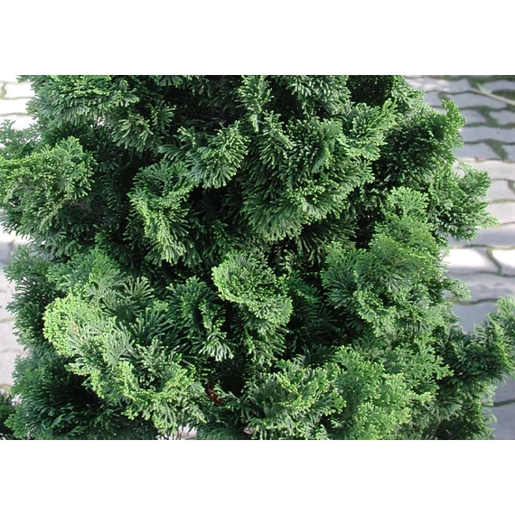 Chamaecyparis obtusa Nana Gracilis (Törpe hinoki hamisciprus)