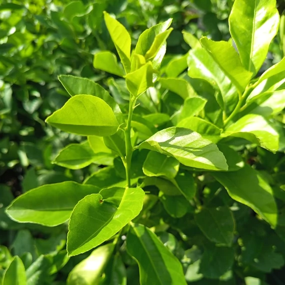vörös citromfa Citrus limon Volkamer