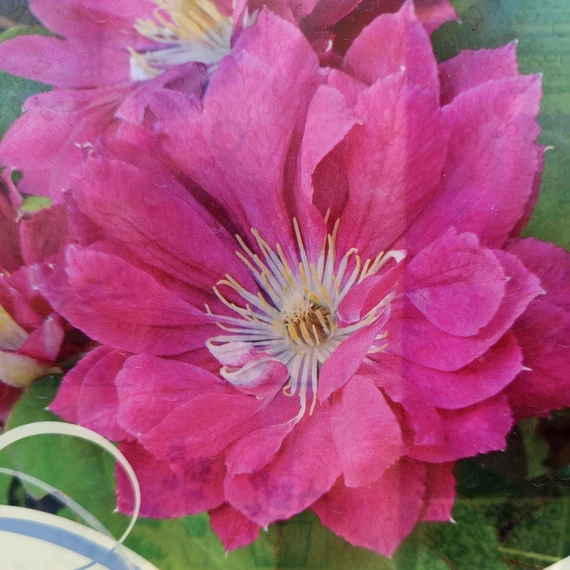 sötétrózsaszín teltvirágú korai klematisz kúszónövény Clematis Akafuji