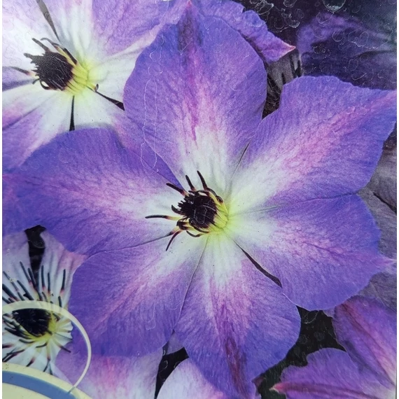 kékvirágú klematisz kúszónövény Clematis Cloudbirst