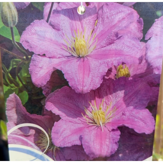 rózsaszín késői virágzású klematisz Clematis Comtesse de Bouchaud