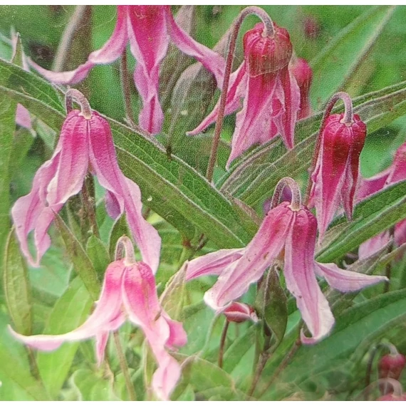 törpe réti iszalak rózsaszín Clematis integrifolia Hanajima