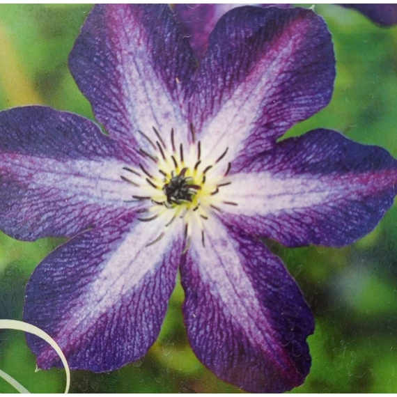 lilavirágú késői klematisz kúszónövény Clematis Night Veil