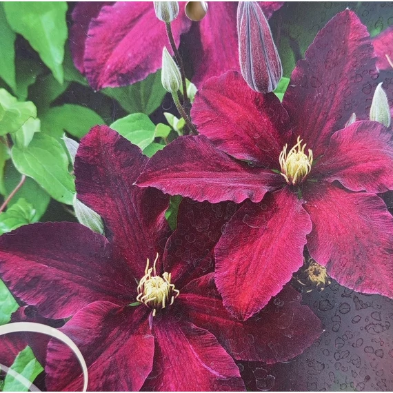 korai vörösvirágú klematisz kúszónövény Clematis Niobe